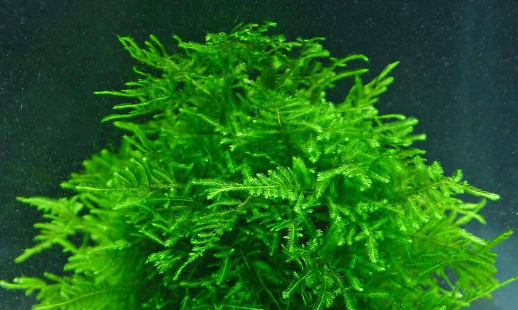 A Guide to Keeping and Growing Aquatic Moss