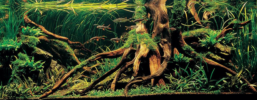 Aquascape Hardscape: Black Forest Spiderwood Driftwood – Aquascape