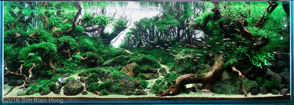 aquascaping-driftwood-planted-tank-1