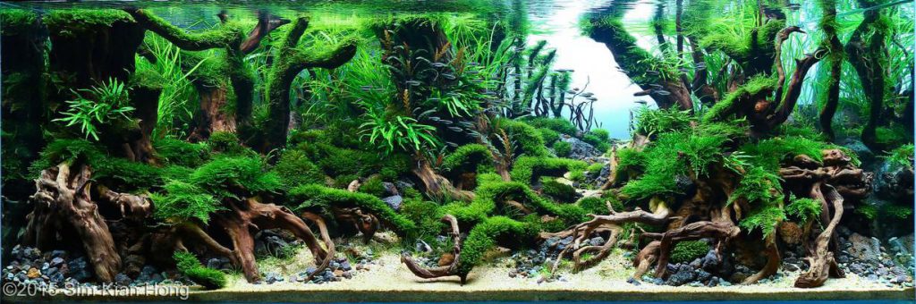 aquascaping-driftwood-planted-tank