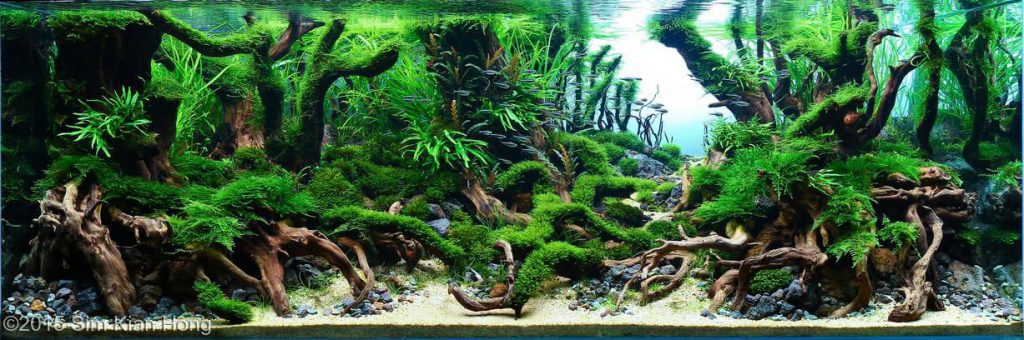  Aquarium  Driftwood  Used in Aquascaping  Hardscape 