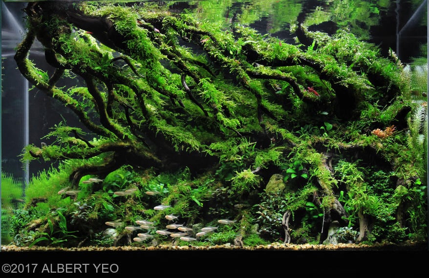 aquascaping-driftwood-planted-tank-19