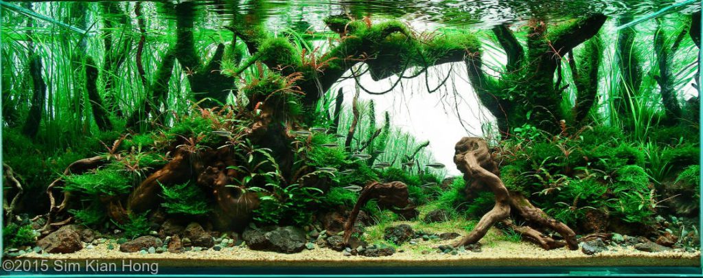 aquascaping-driftwood-planted-tank-2