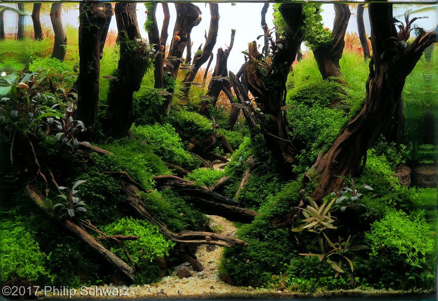 aquascaping-driftwood-planted-tank-21