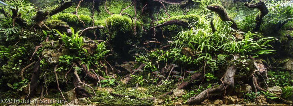 aquascaping-driftwood-planted-tank-24