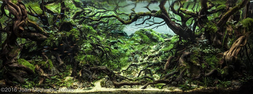 aquascaping-driftwood-planted-tank-27