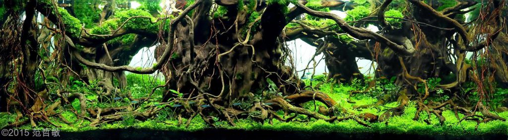 aquascaping-driftwood-planted-tank-32