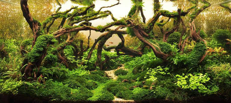 Step By Step Guide: How To Create A Forest Style Planted Aquarium – AQUAPROS