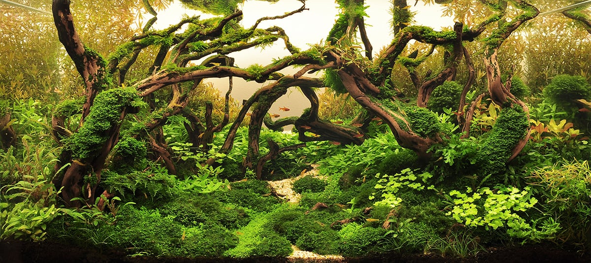 Hardscape Archives Aquascaping Love