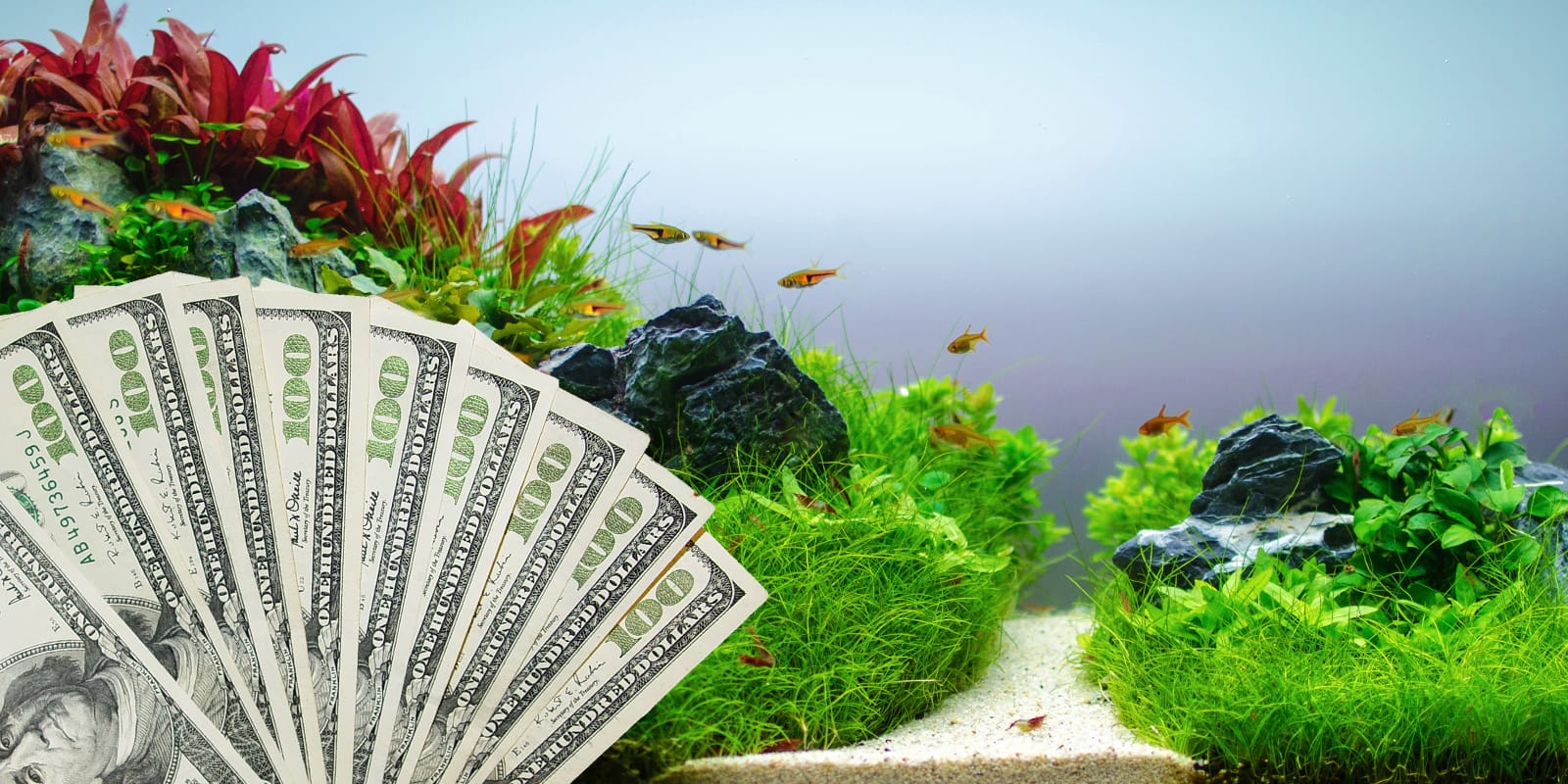 How Much Does it Really Cost To Create an Aquascape Aquarium