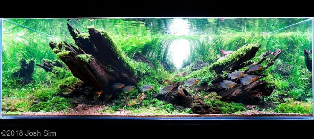 Color contrast in Aquascaping.