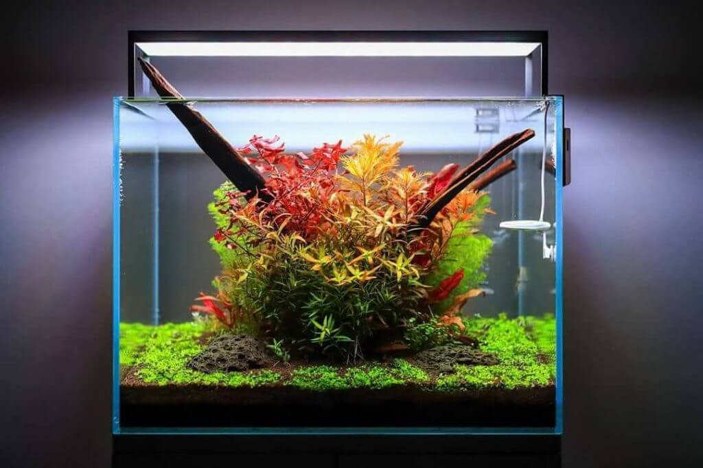 aquarium photography aquascaping