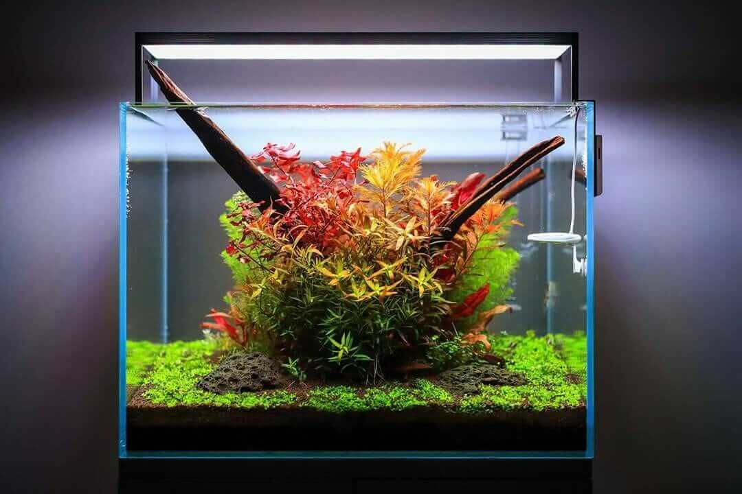 Aquascaping for Beginners: 10 Helpful Tips - Aquascaping Love
