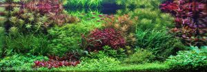 Dutch Aquarium Aquascape: A style from the 1930s - Aquascaping Love