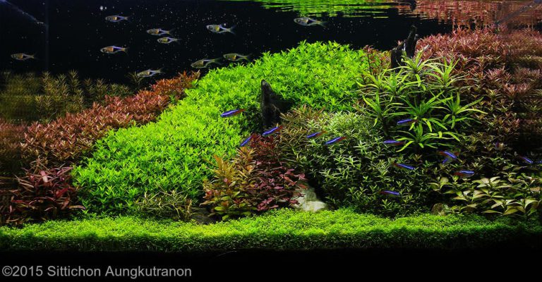 Dutch Aquarium Aquascape: A style from the 1930s - Aquascaping Love