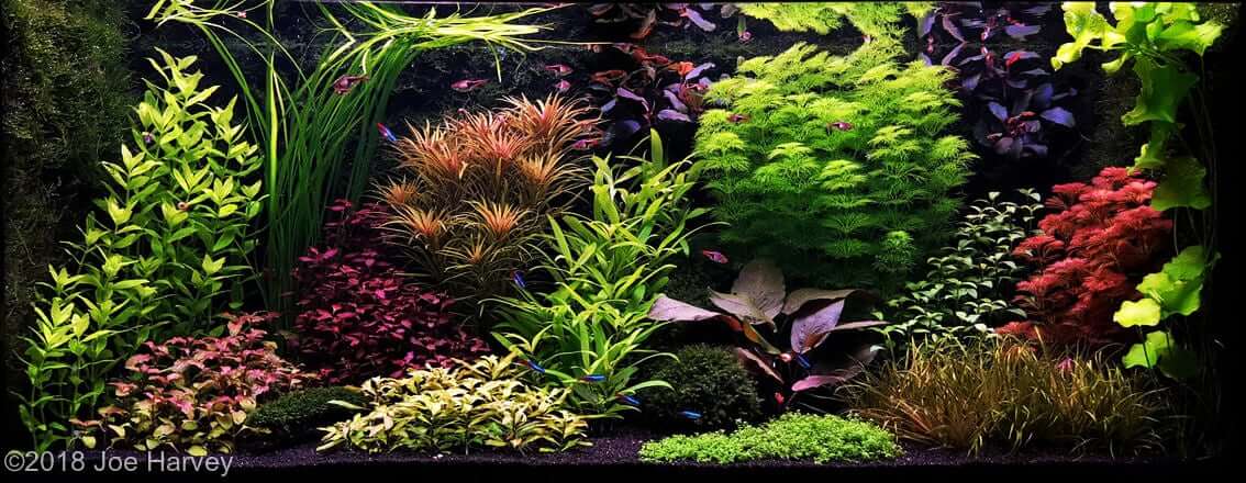 The Dutch Aquarium - Aquascaping Style