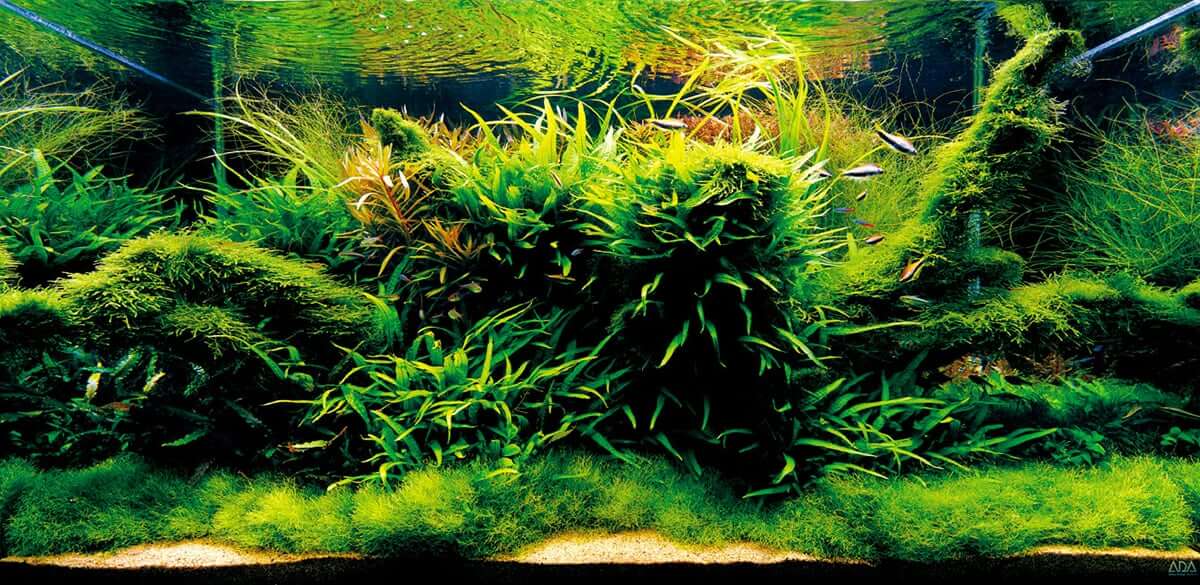 aquarium aquascape