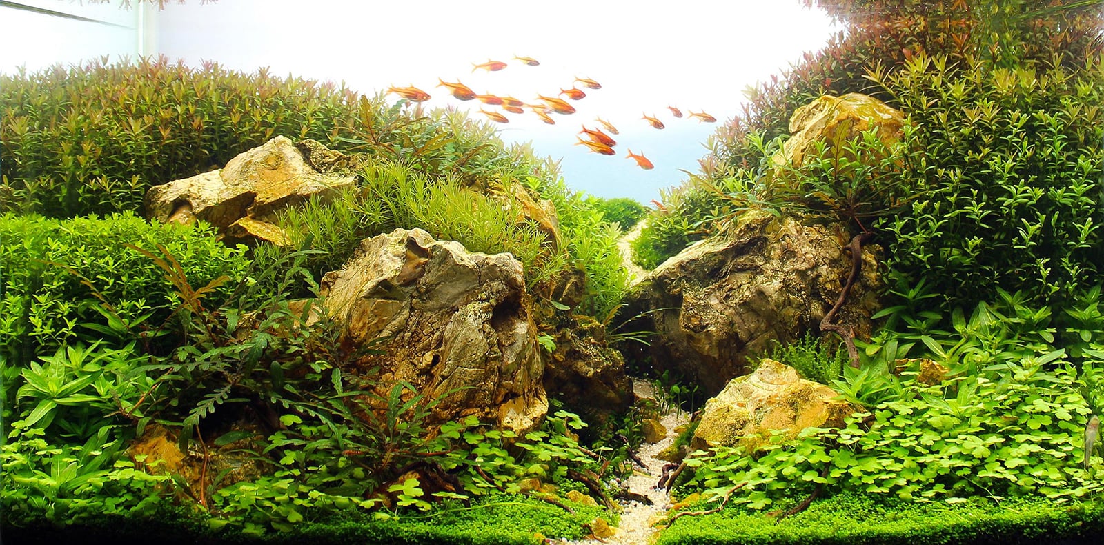 The Nature Aquarium Style - Aquascaping Love