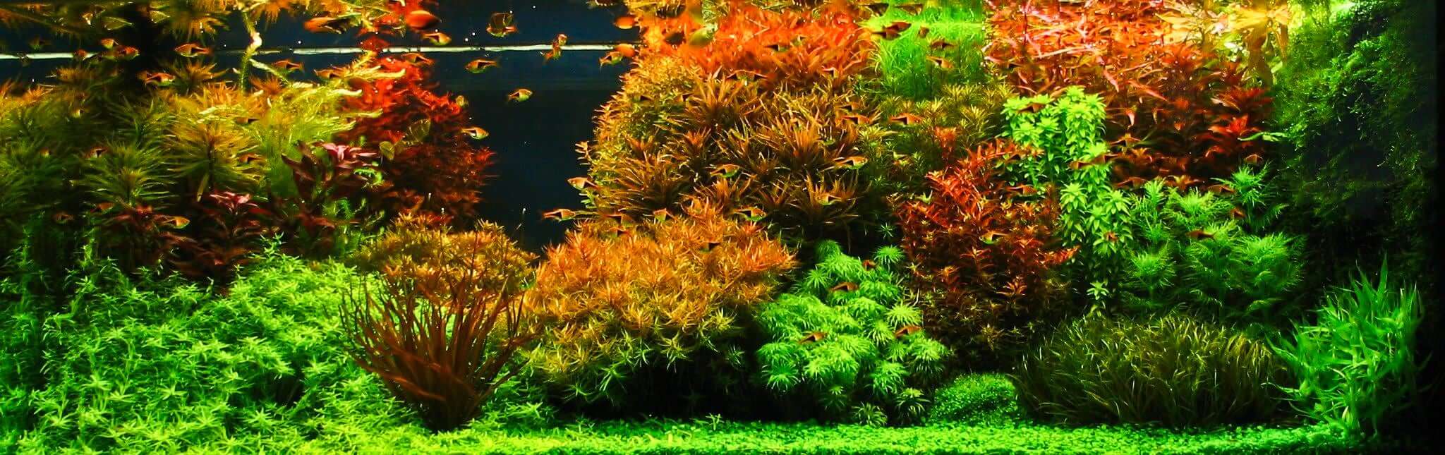 Aquascaping Styles Nature Aquarium Iwagumi Dutch Aquarium Aquascaping Love