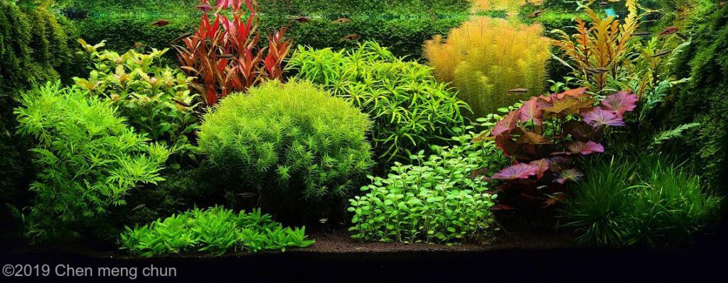 aquascaping-styles-dutch-aquarium-aquascape-2