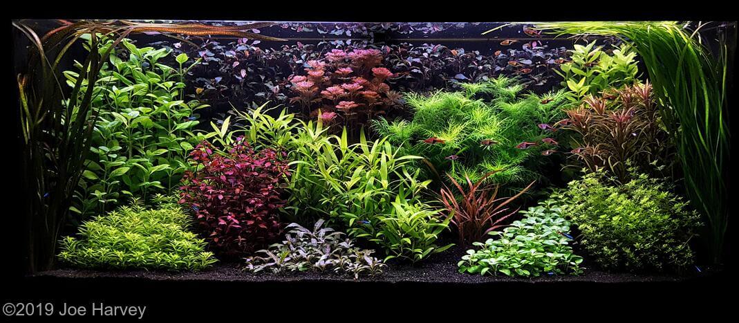 Aquascaping Styles Nature Aquarium Iwagumi Dutch Aquarium Aquascaping Love