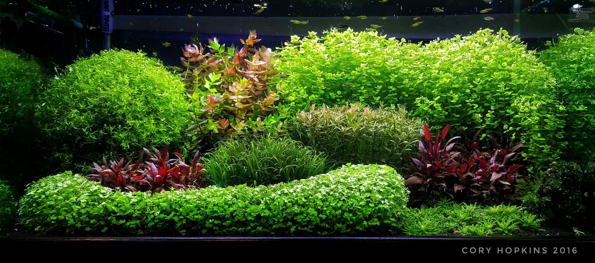 3 Aponogeton Wonder Plants Easy Aquarium aquascaping planted tank