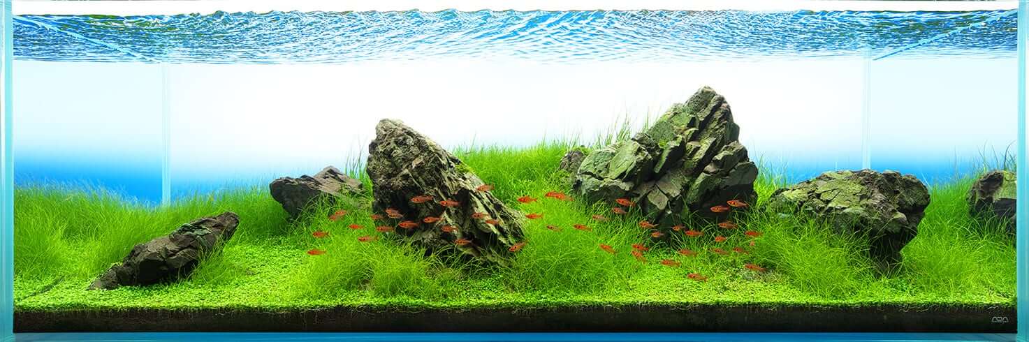 Guide To Planted Aquarium Aquascaping - Iwagumi - Glass Aqua