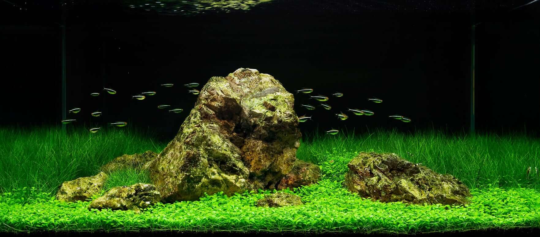 Aquascape shop aquarium supplies