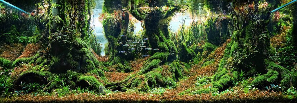 aquascaping-styles-nature-aquarium