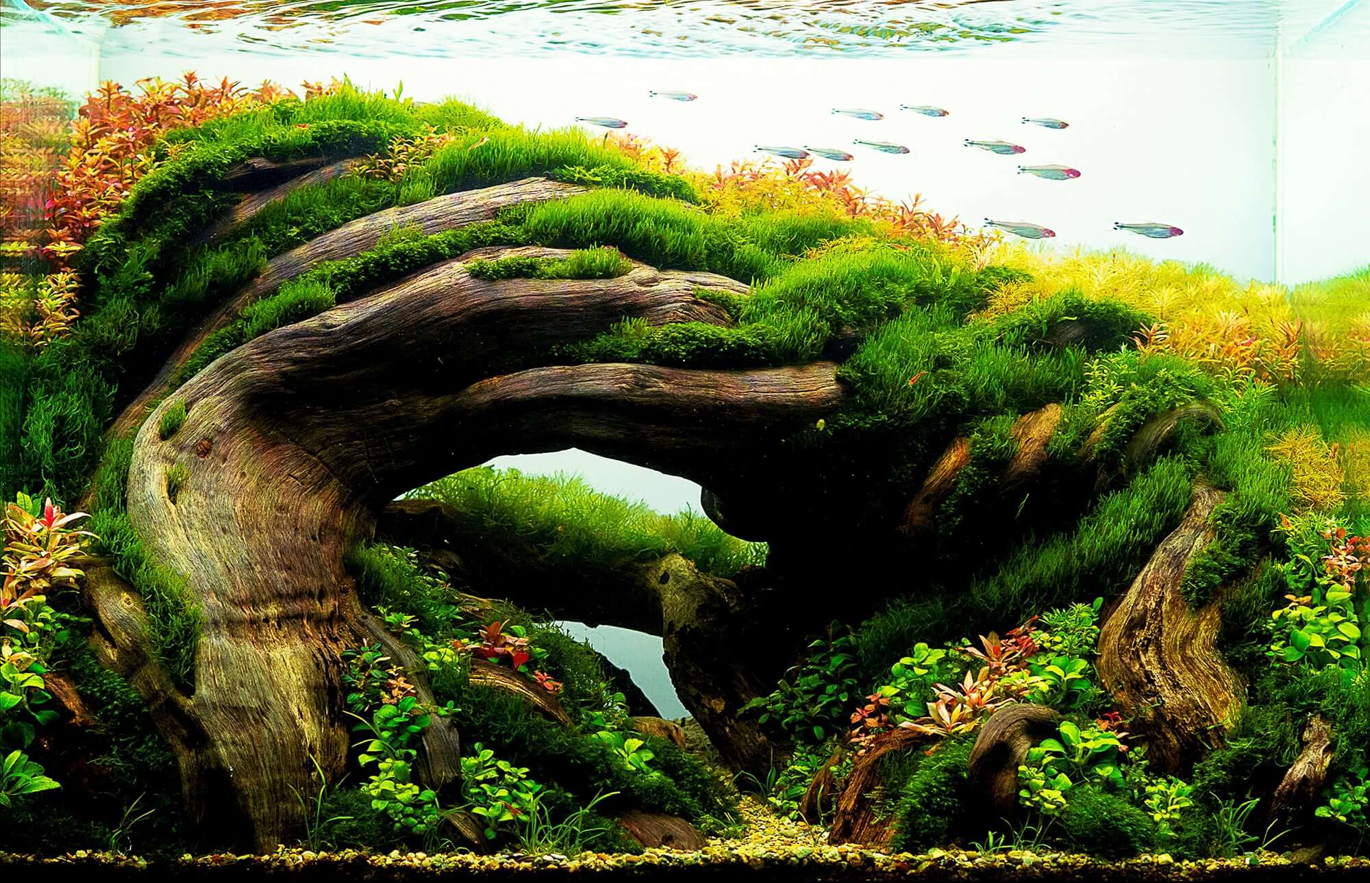 Iwagumi Nature Style Aquascape Design | KABAR TEPAT