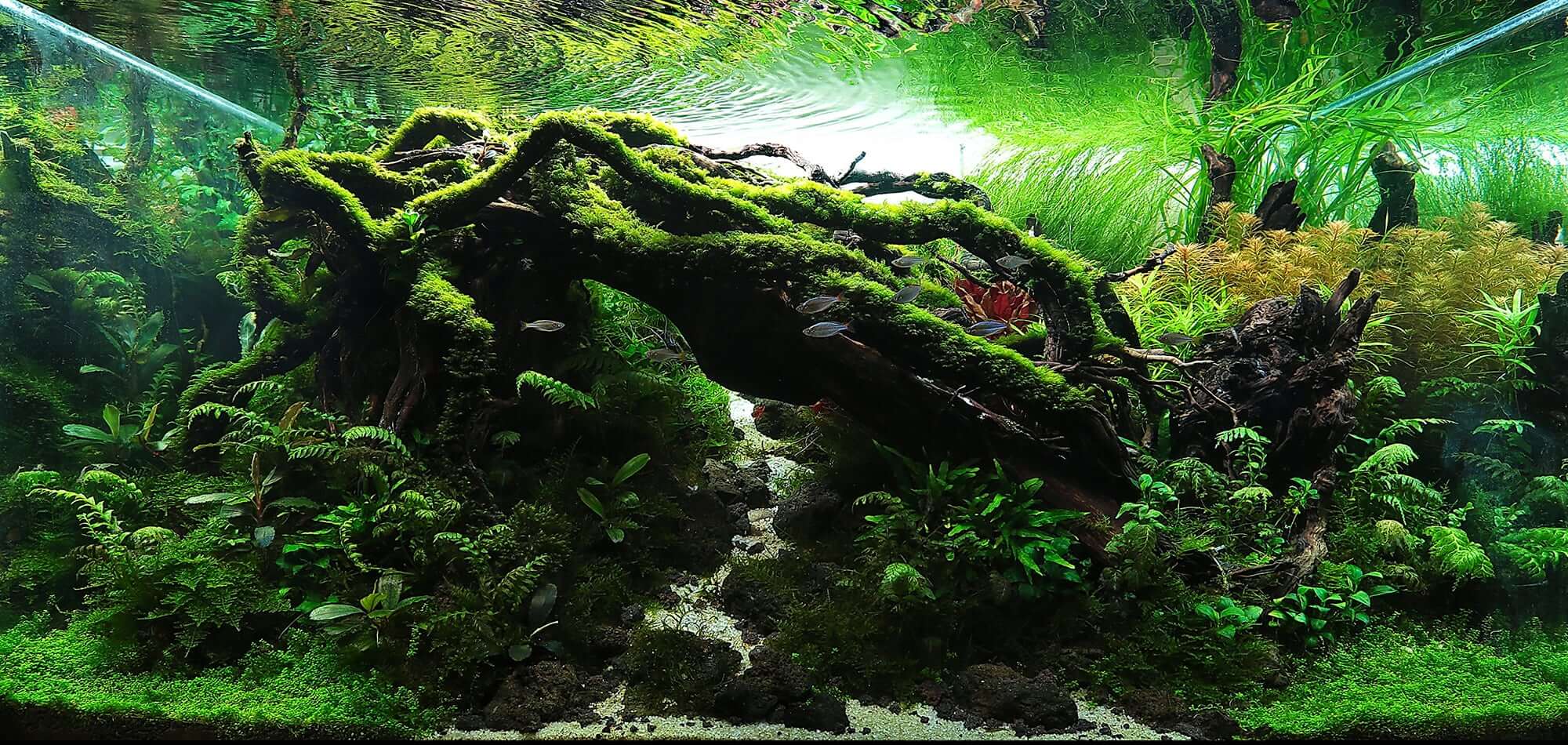 Aquascaping Styles Nature Aquarium Iwagumi Dutch Aquarium Aquascaping Love