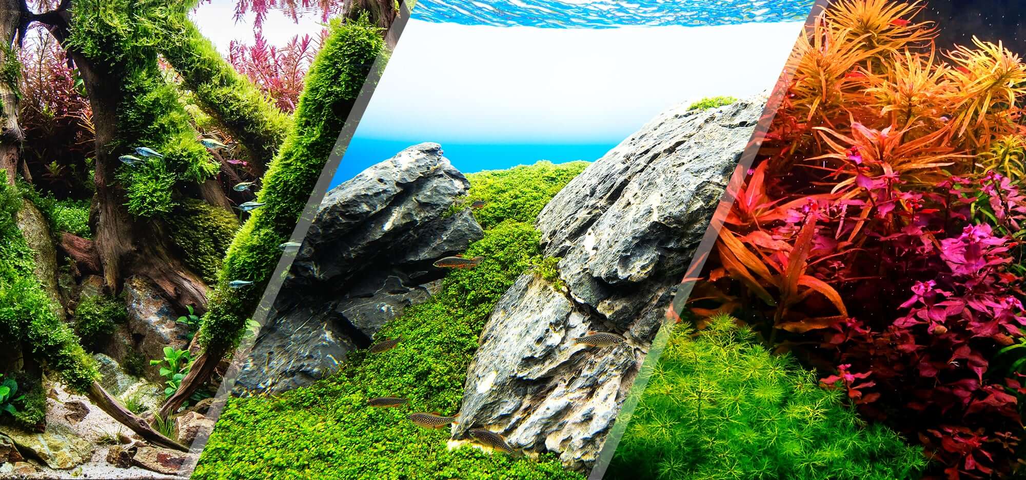 Aquascaping Styles: Nature Aquarium, Iwagumi, Dutch Aquarium - Aquascaping  Love