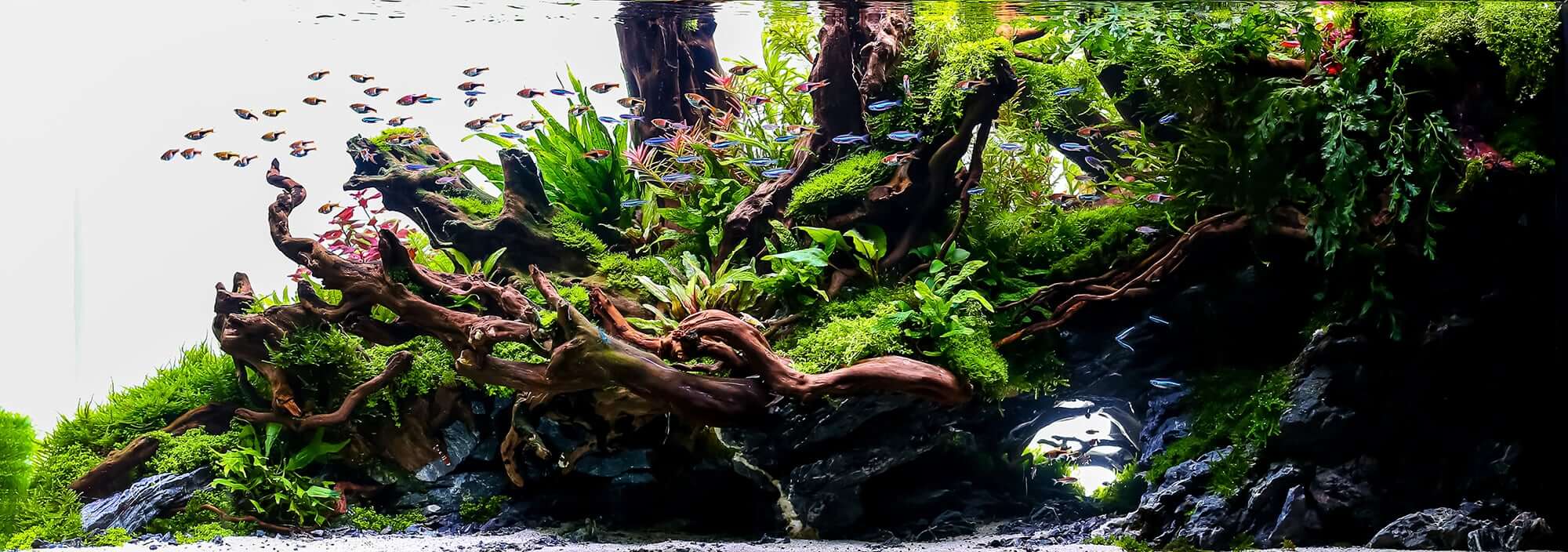 10 gallon High-Tech Island-Style aquascape including all equipment