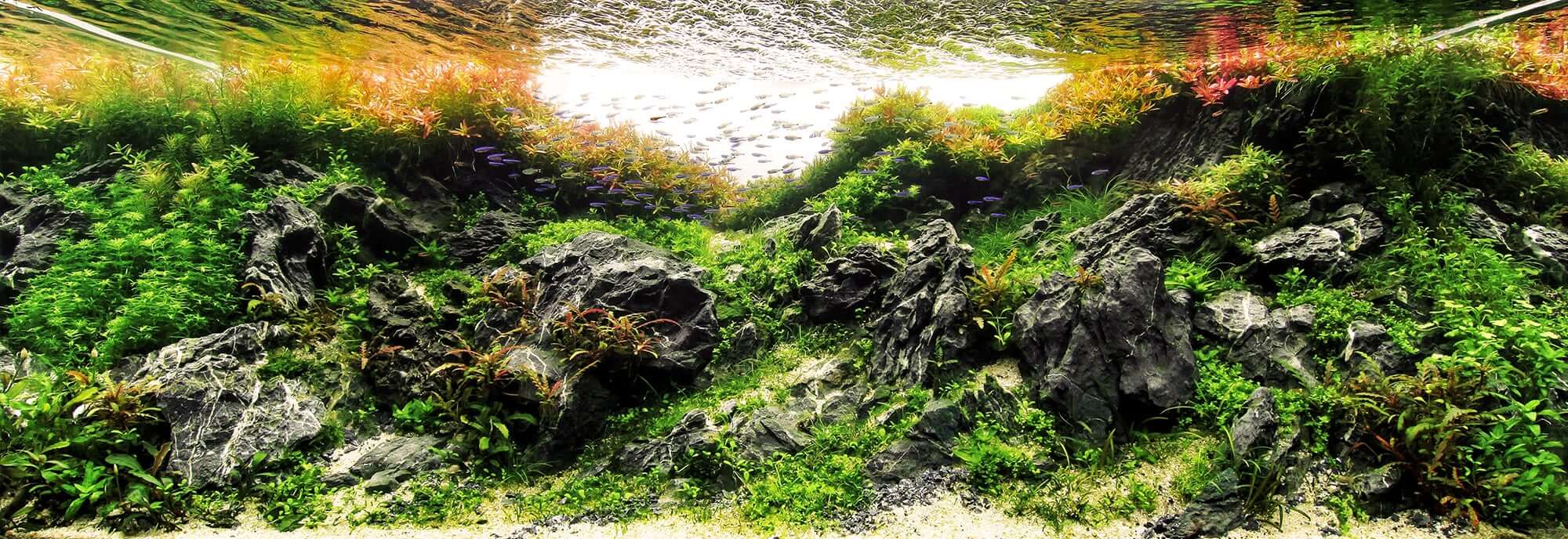 Aquascaping Styles Nature Aquarium Iwagumi Dutch Aquarium Aquascaping Love