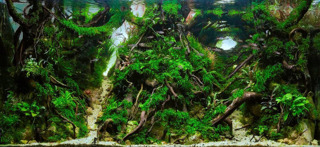aquascaping-styles-nature-aquarium-use-of-space