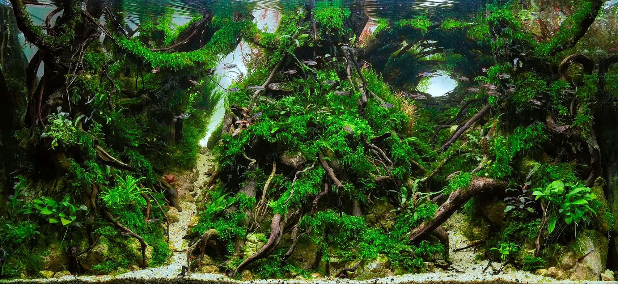 Exploring the Art of Aquascaping: Inspiration, Tips, and Techniques for  your aquarium - Aquaforest Official Website