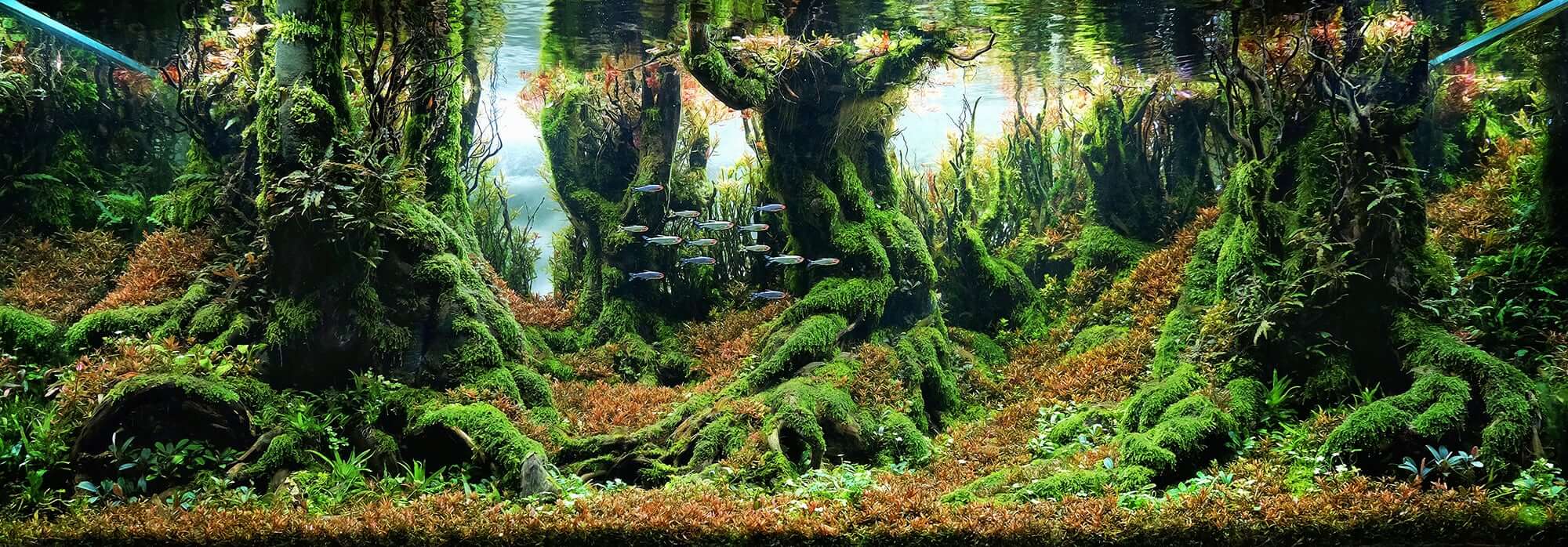 Aquascaping Styles Nature Aquarium Iwagumi Dutch Aquarium Aquascaping Love