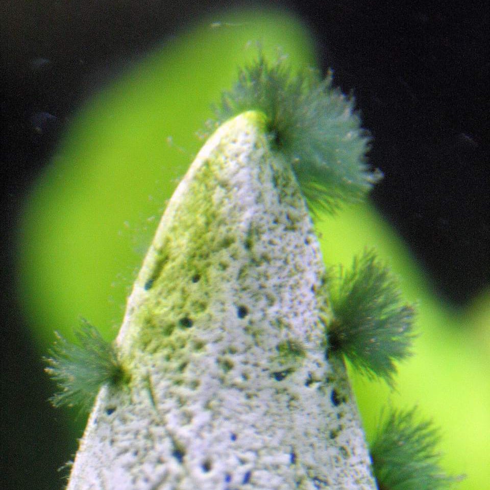 Black-Beard Aquarium Algae (BBA)