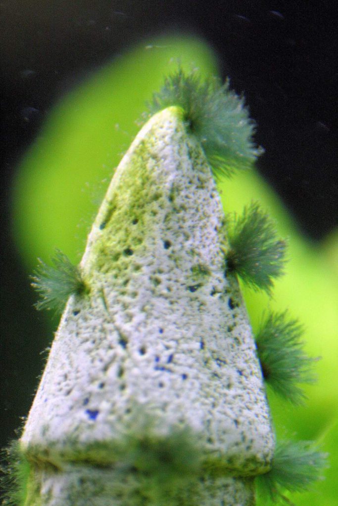 black-beard-aquarium-algae-bba