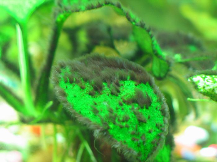 black-beard-aquarium-algae-bba-alt