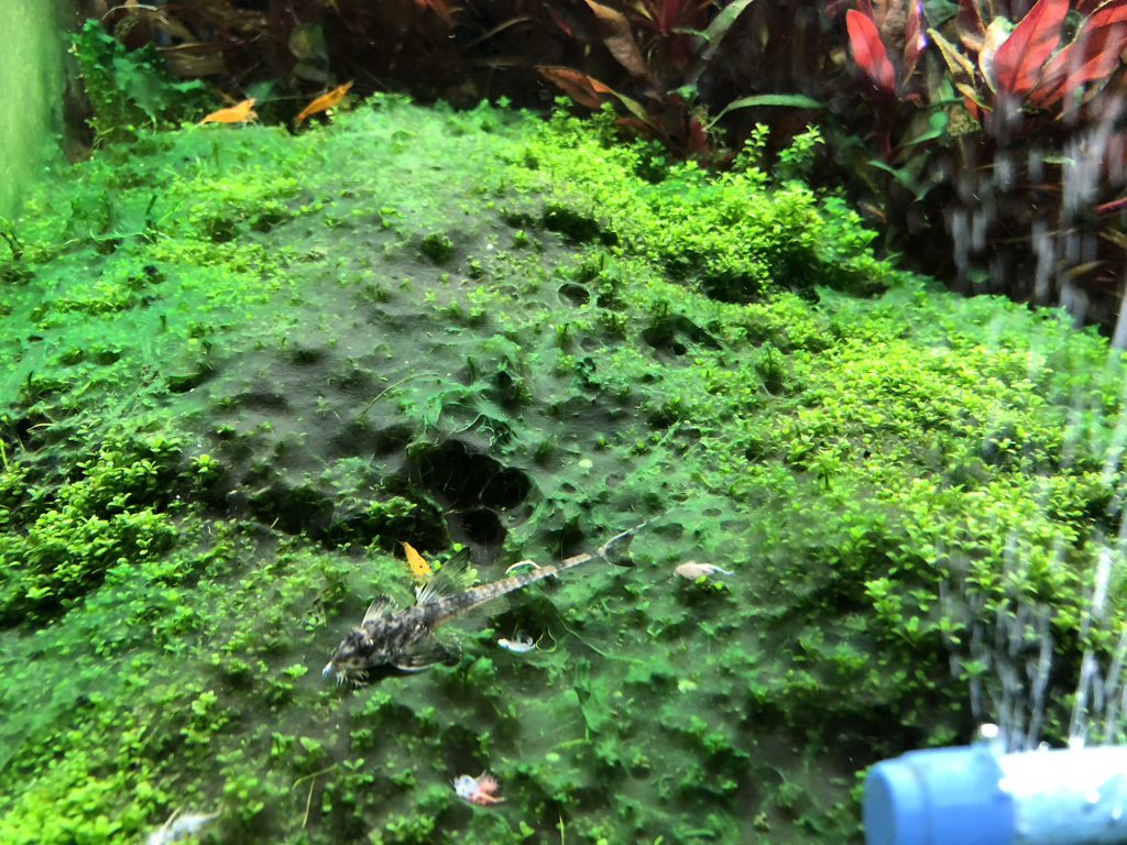 blue-green-aquarium-algae-carpet