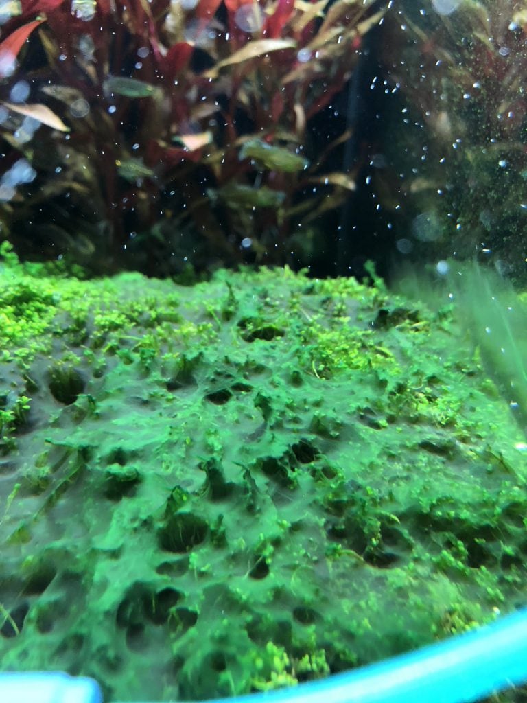 cyanobacteria aquarium