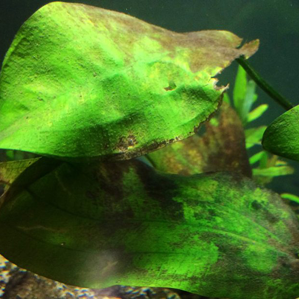 Brown Aquarium Algae