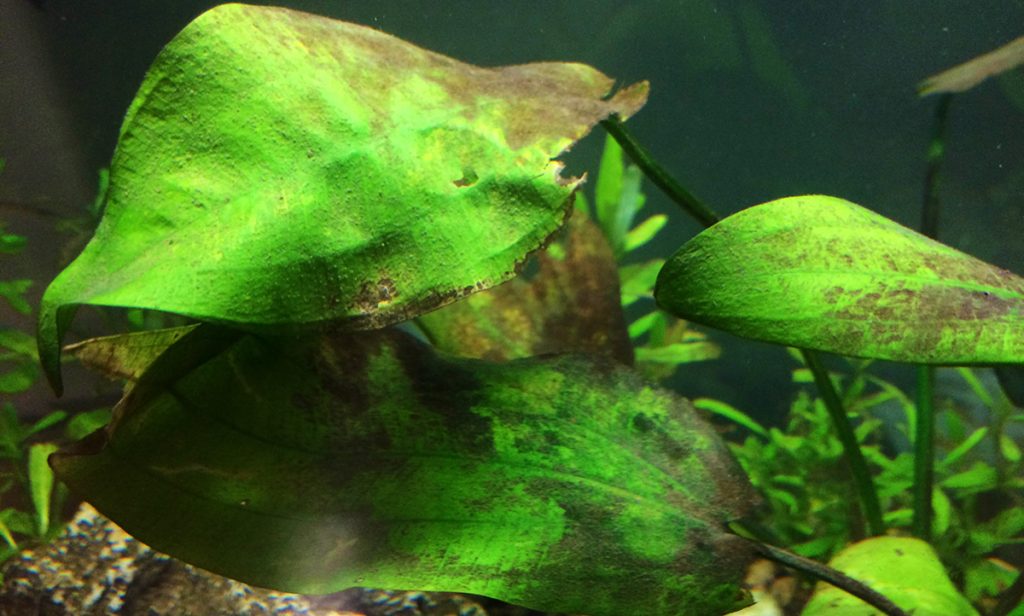 brown-aquarium-algae