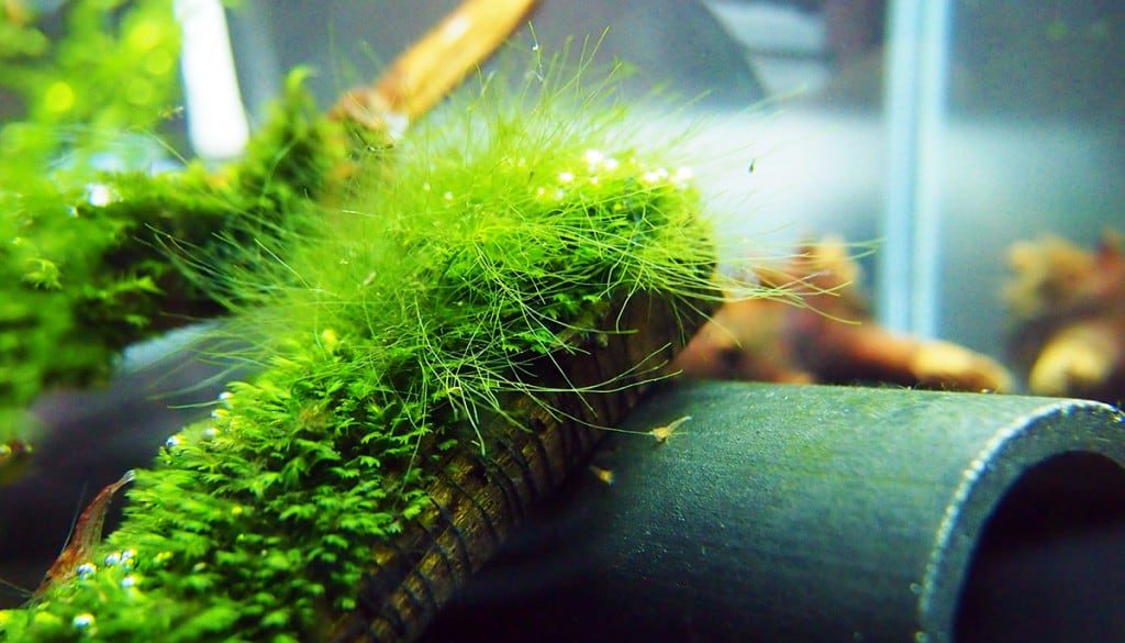 green-hair-aquarium-algae