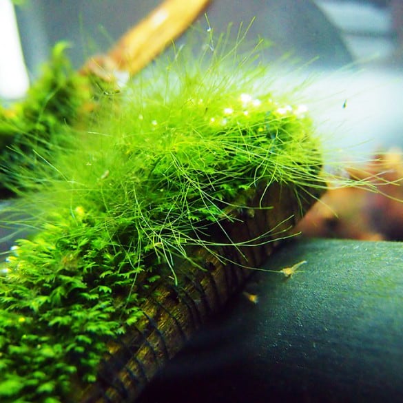 Green Aquarium Algae