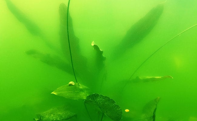 green-water-aquarium-algae-1