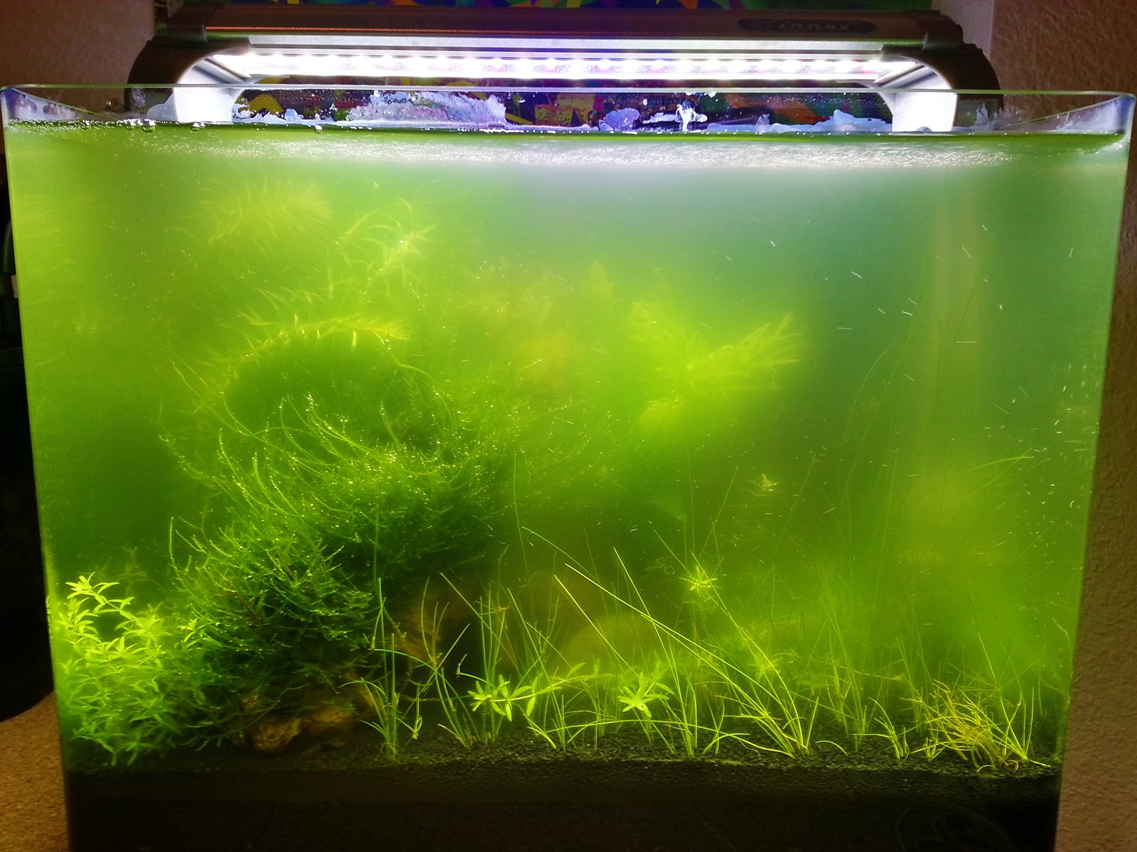 Green hotsell aquarium water