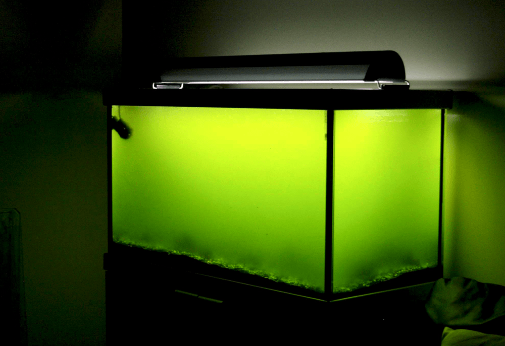 GreenWater Aquarium Algae Aquascaping Love