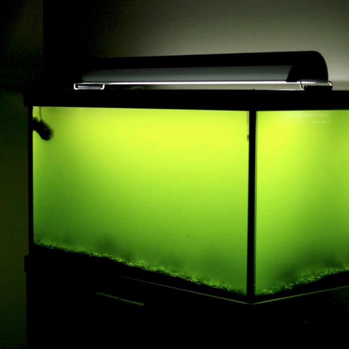 Green-Water Aquarium Algae